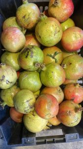 WhatsApp 2025-11-21 at 1.26.29 AM