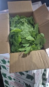 WhatsApp Image 2025-11-06 at 6.46.41 PM