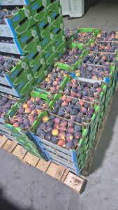 WhatsApp Image 2025-11-06 at 6.46.42 PM (1)