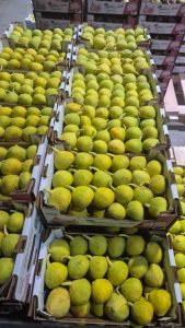 WhatsApp Image 2025-11-06 at 6.46.44 PM