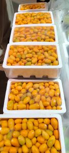 WhatsApp Image 2025-11-21 at 1.26.38 AM