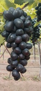 WhatsApp Image 2025-11-21 at 1.26.42 AM