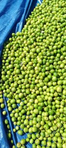 WhatsApp Image 2025-11-21 at 1.26.45 AM