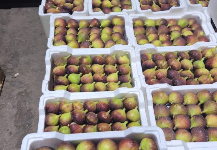 Bay Britrix Gallery (20)