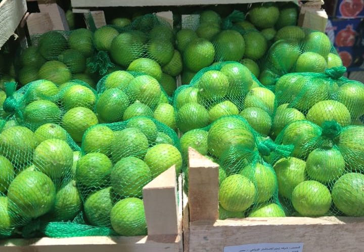 Bay Britrix Gallery (27)