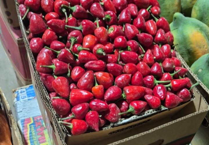 Bay Britrix Gallery (35)