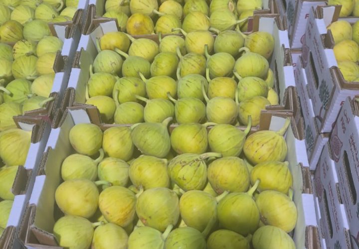 Bay Britrix Gallery (36)