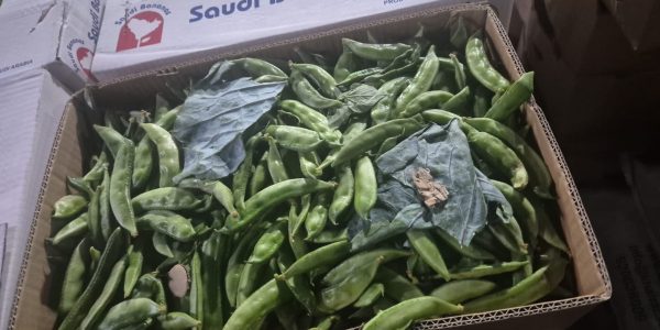 Bay Britrix Gallery (44)