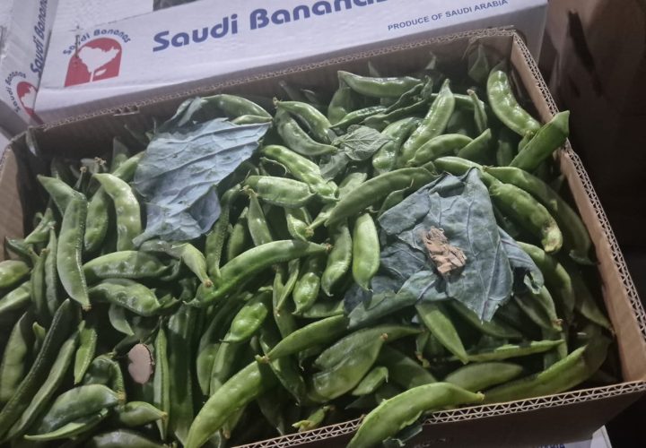 Bay Britrix Gallery (44)