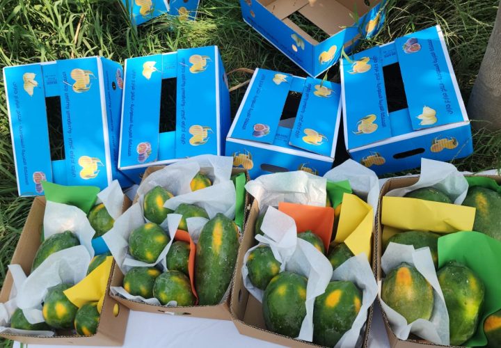 Bay Britrix Gallery (57)