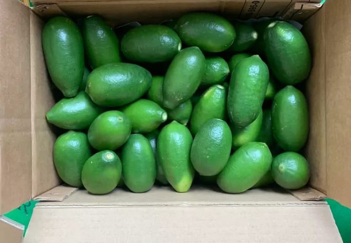 Bay Britrix Gallery (58)