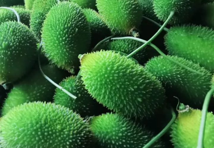 Bay Britrix Gallery (59)