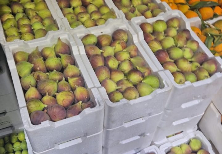 Bay Britrix Gallery (6)