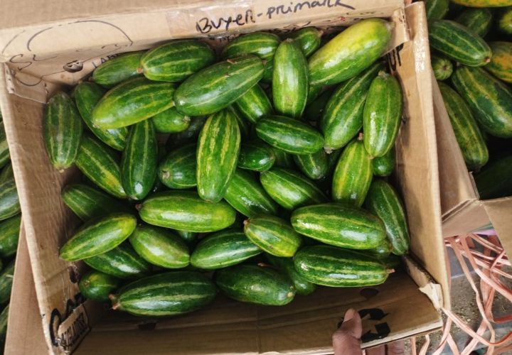 Bay Britrix Gallery (60)