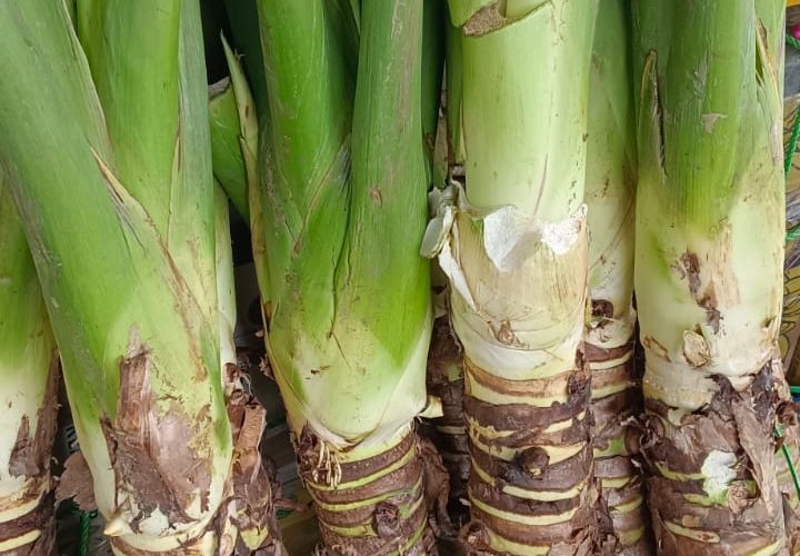 Bay Britrix Gallery (61)