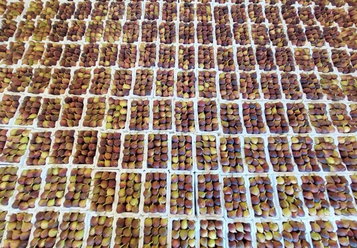 Bay Britrix Gallery (62)