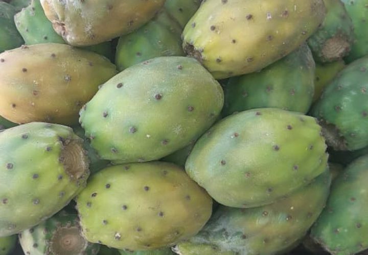 Bay Britrix Gallery (65)