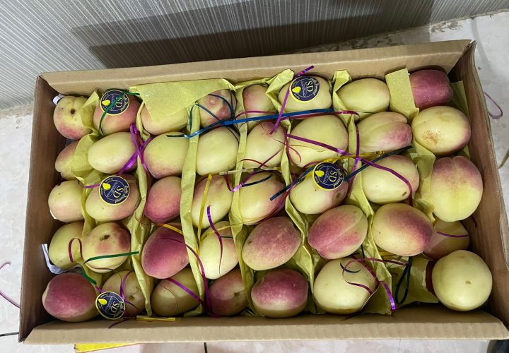 Bay Britrix Gallery (68)