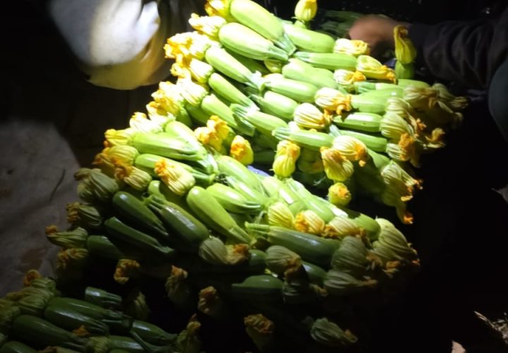 Bay Britrix Gallery (7)