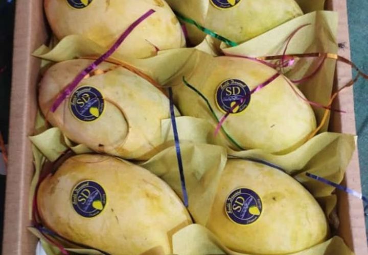 Bay Britrix Gallery (72)