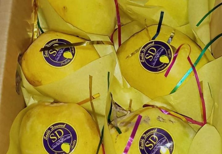 Bay Britrix Gallery (82)