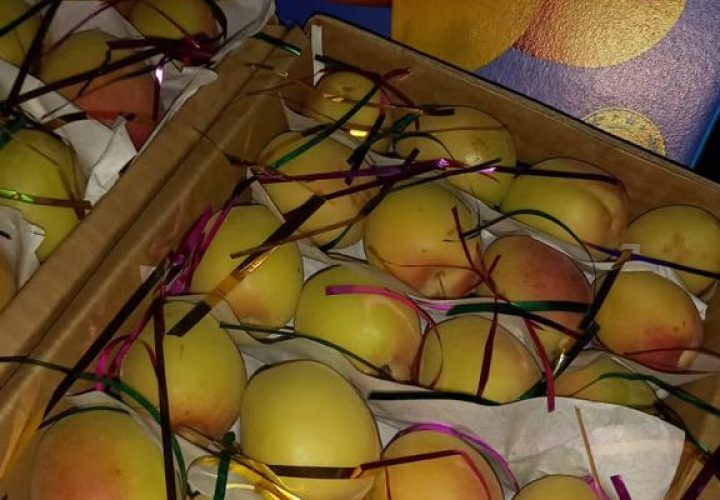 Bay Britrix Gallery (83)