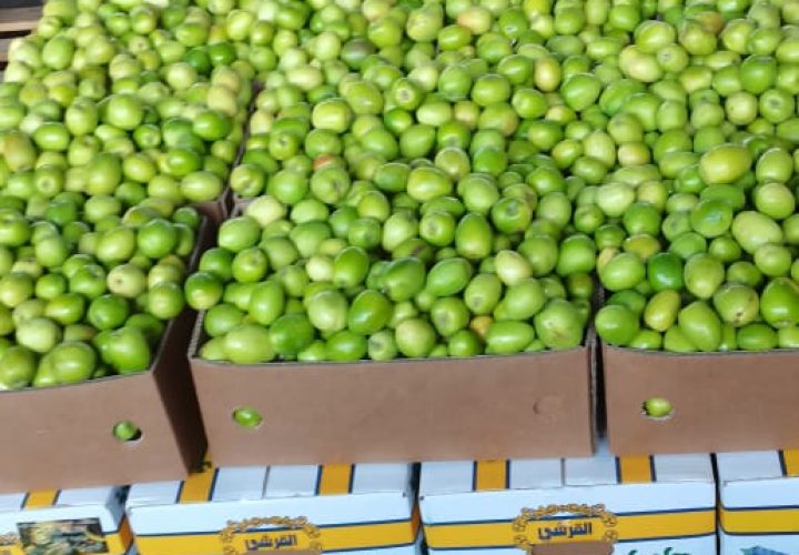 Bay Britrix Gallery (92)