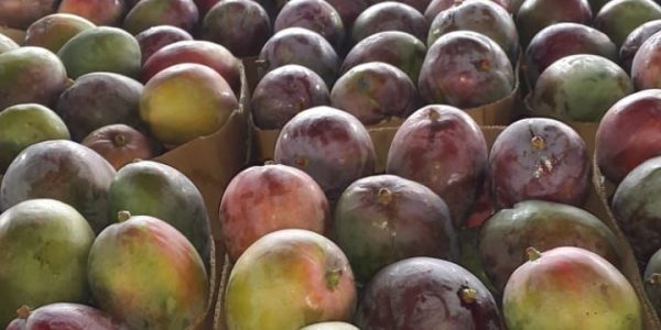 Bay Britrix Gallery (95)