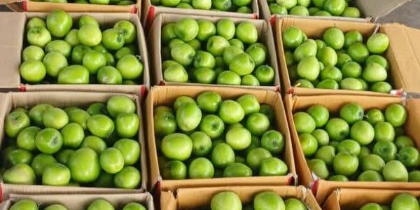 Bay Britrix Gallery (99)