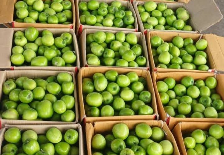 Bay Britrix Gallery (99)