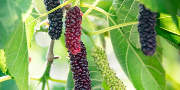 PPP9160-scaled-e1631654618812-1200x1798