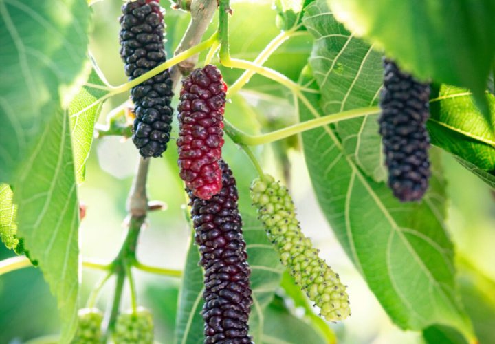 PPP9160-scaled-e1631654618812-1200x1798