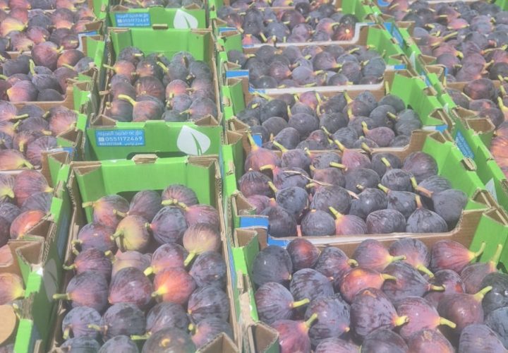 WhatsApp Image 2025-11-06 at 6.46.39 PM (1)