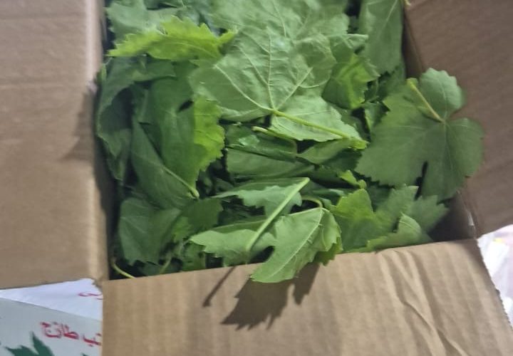 WhatsApp Image 2025-11-06 at 6.46.41 PM